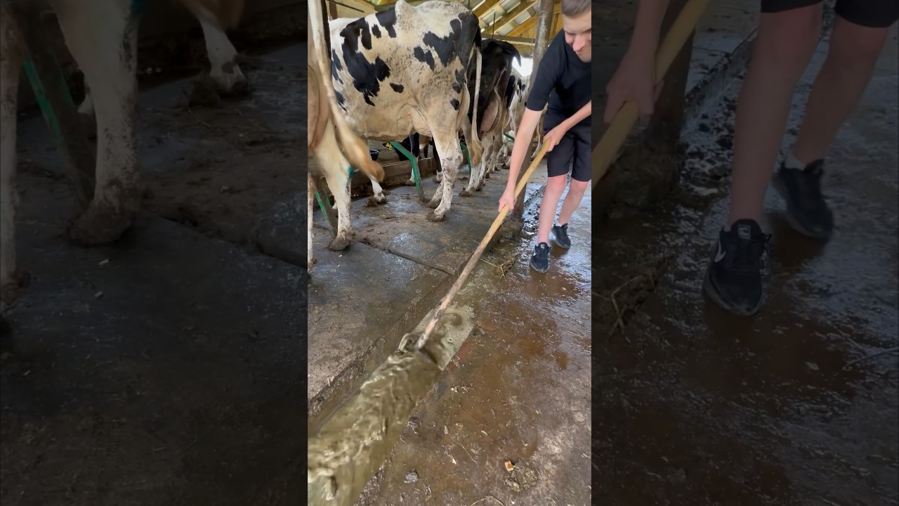 technology of cleaning after cows  