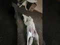 Killer dogs 😆 🤣 #shorts #motivation #funny #dogs #youtubeshorts #puppy