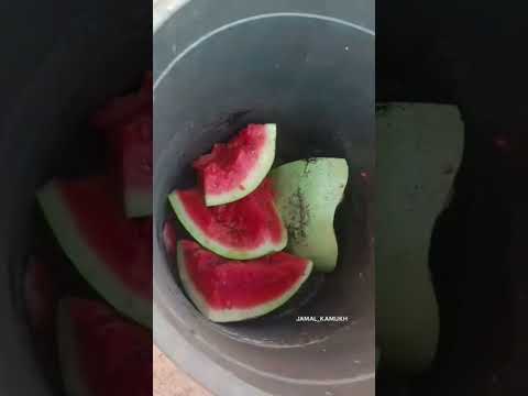 عصارة الظلام وغذاء الحياة