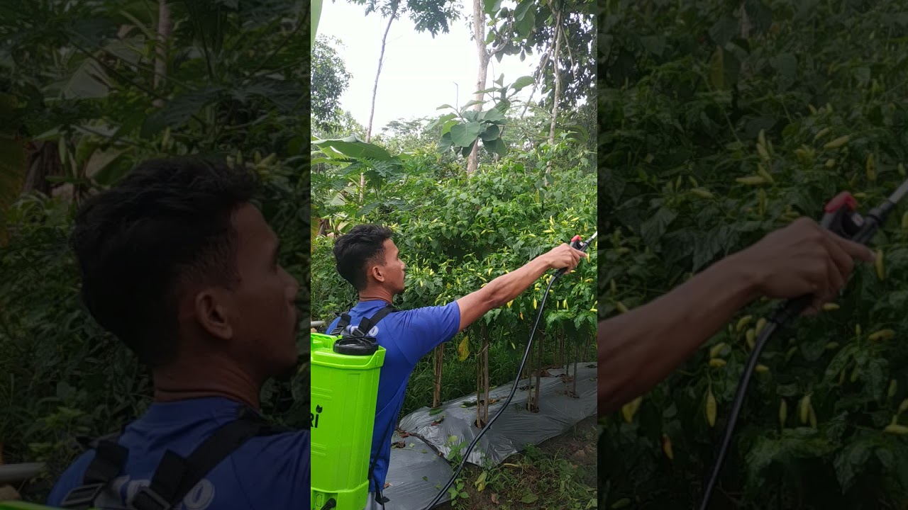 PENYEMPROTAN FUNGISIDA, KALIUM, PHOSPAT & BORON PADA CABE ORI 212