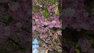 Spring 2026#Cherry Blossom