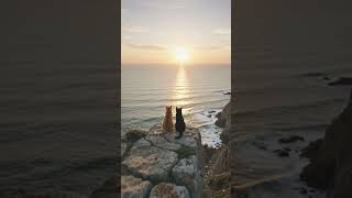 Cat see sea