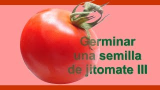 Cómo Sembrar Y Germinar Semillas De Jitomate Iii