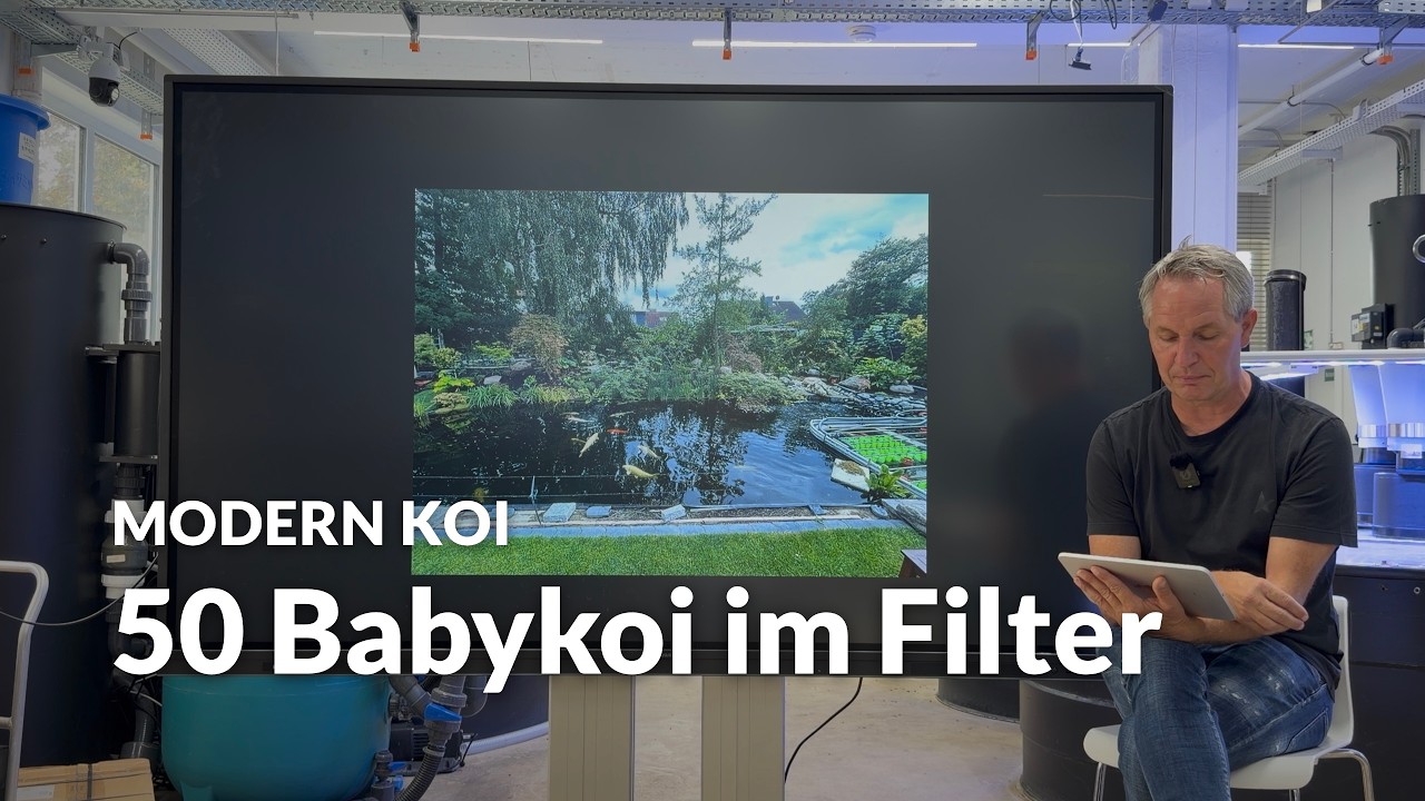 50 Babykoi im Bürstenfilter: Wie kann ich das verhindern ? | Modern Koi Blog #
