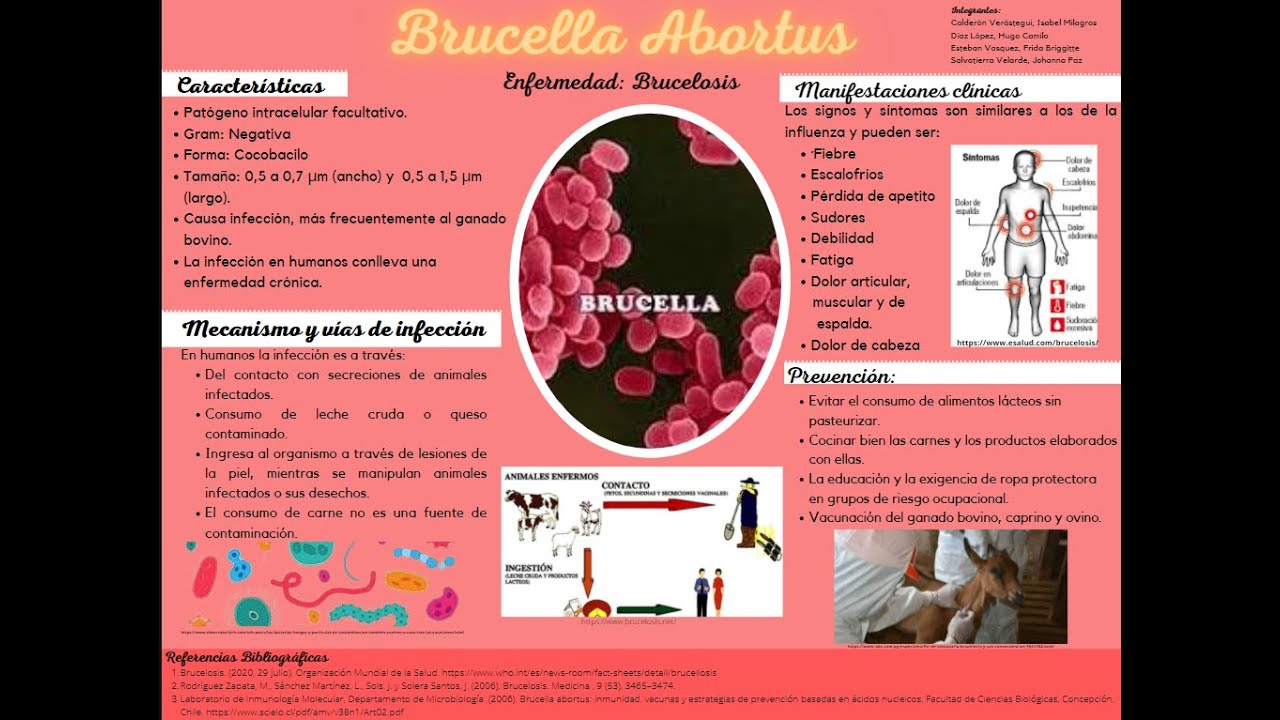 Brucella Abortus