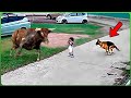 10 PERROS Valientes Que Le SALVARON La VIDA a NIÑOS - Parte #2