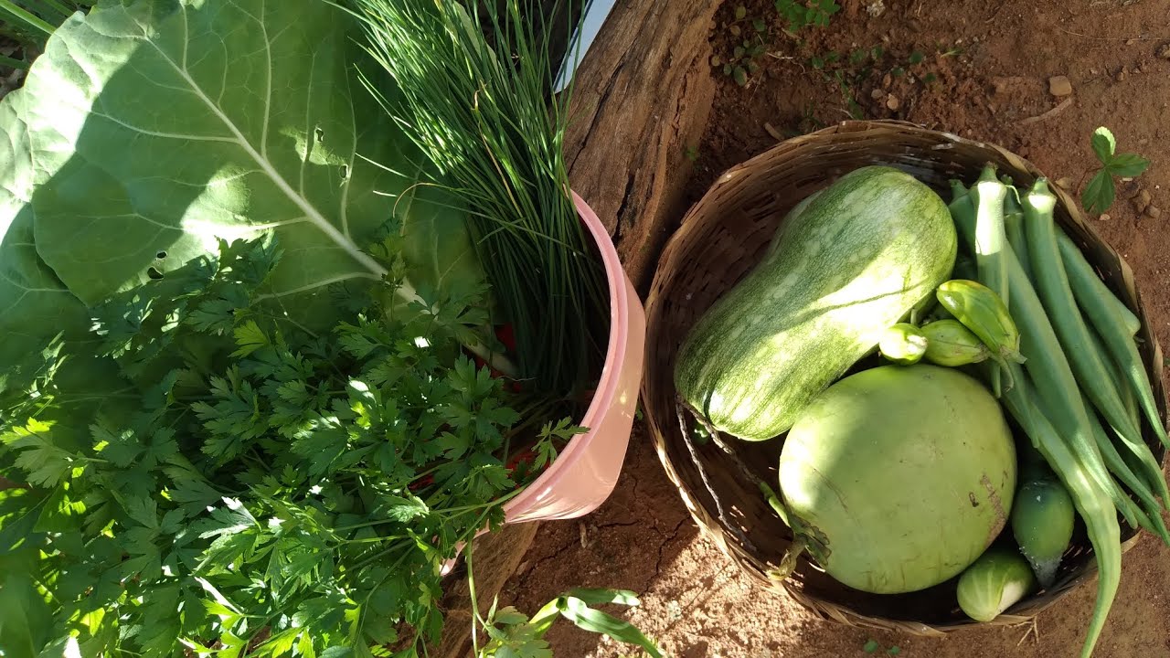 Horta Em Casa,Dia de Colheita #horta