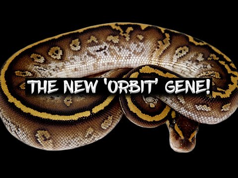 Ball Python Morphs 