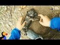 Man Gives Drowning Puppy CPR | The Dodo