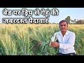 बेड पर ड्रिप से गेहूं की खेती डेढ़ गुणा उत्पादनRaised bed high production of wheat in Organic Farming