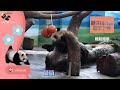 20240317 圓仔玩雙球行豐，果臉是小顏美女比球還小，完美擋臉 The Giant Panda Yuan Zai