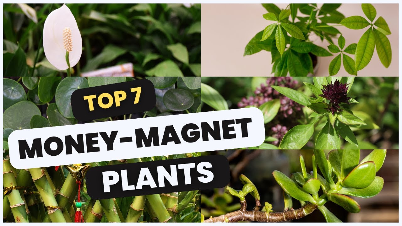 Top 7 Money-Magnet Plants to Attract Wealth and Positive Energy! 💰🌿