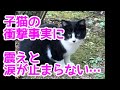 ハチワレ子猫を保護した結果・衝撃事実に震えと涙が止まらない・・・