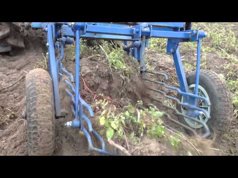 Video: Transporter Potato Digger For A Walk-behind Tractor: An Overview Of The Universal Type Potato Digger KM-4 And Other Models