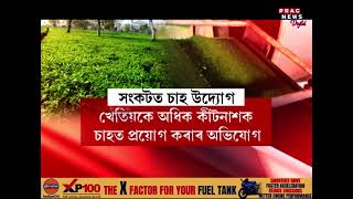 Tea Crisis Deepens: Assam Tea Factories Close Doors to Small Tea Growers