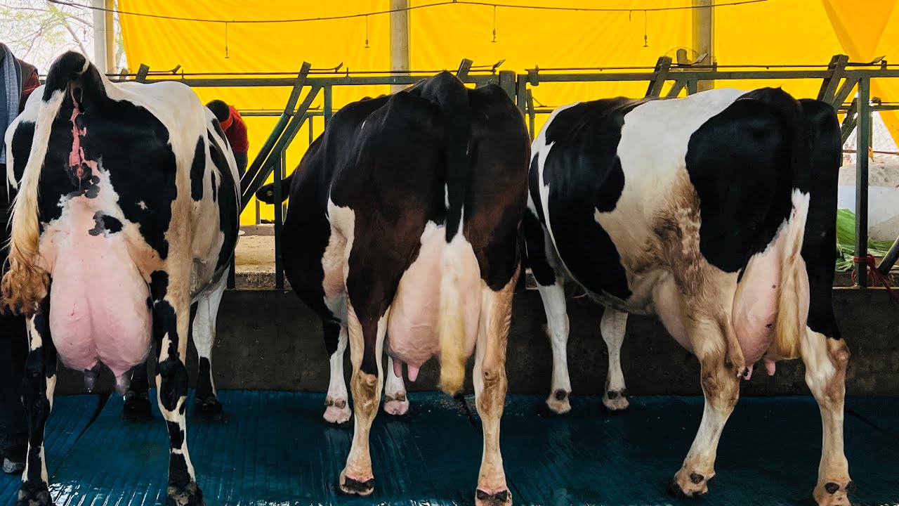 50 Liter Milk Rate 90 000 Top Quality HF Cows For Sale 50 Liter Milk Rate 90 000 Top Quality HF Cows For Sale