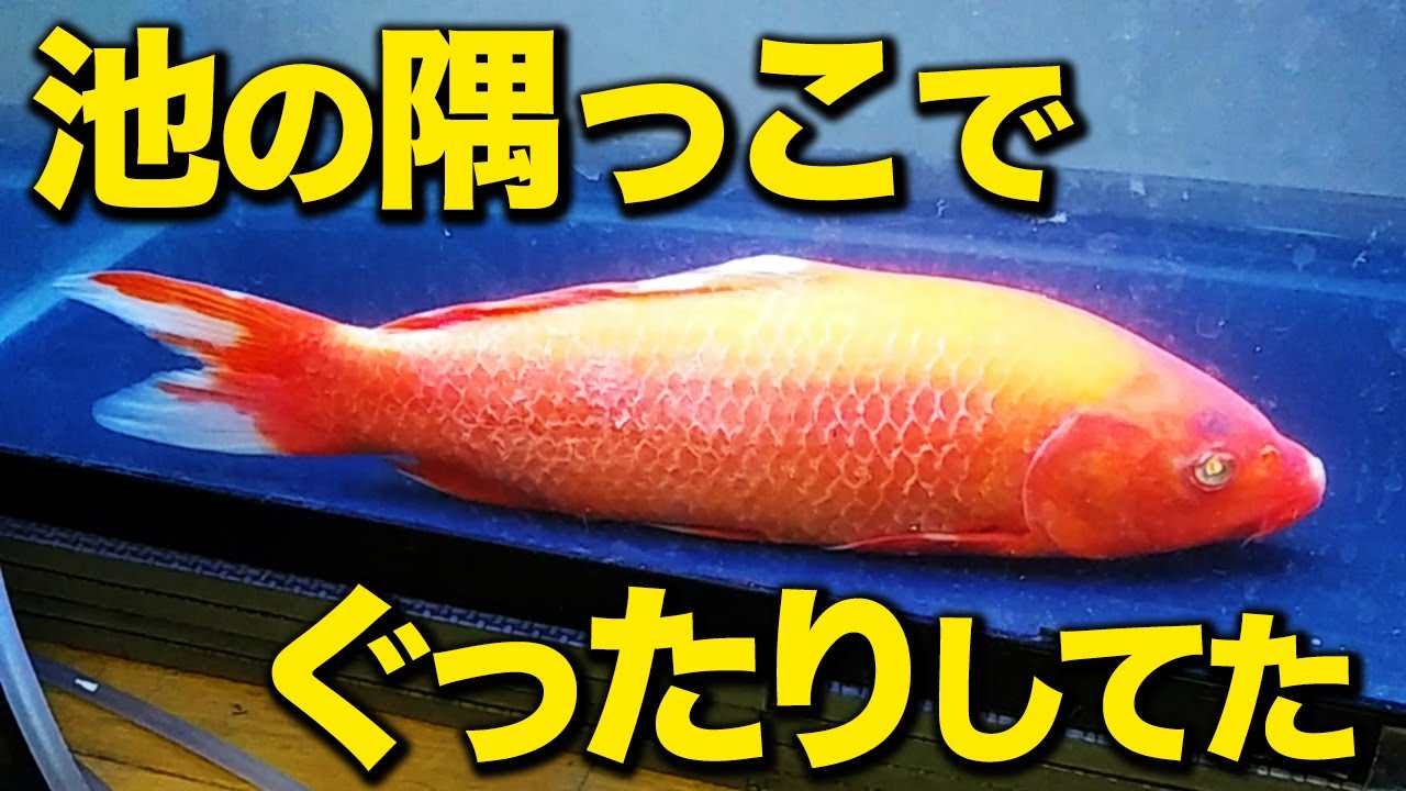 【薬浴治療】庭池の隅っこに白いモヤモヤをまとった錦鯉がいたので治療します！