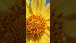 Digitally created 🌼 Photo, Photographed by v4vikey😊😊