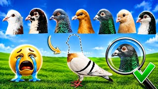 Can You Find the Correct Pigeon Head? 🐦🧠 Only ONE is right! Watch carefully screenshot 4