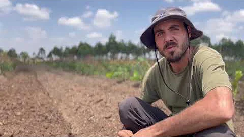 The Importance of covering your soil | ForestFoods Tatu City Kenya