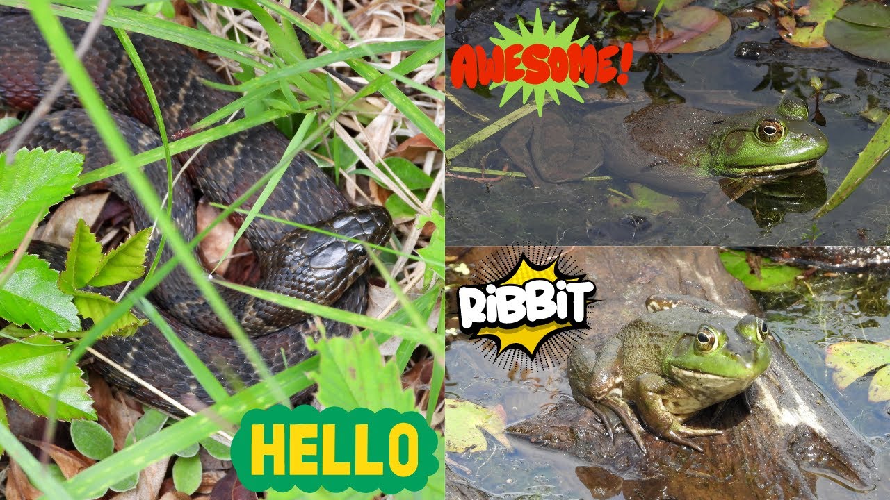 Northern Water Snake and Bullfrogs - Mass Audubon Waseeka 