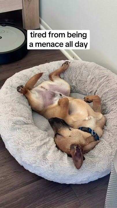 All I did today was yap yap yap yap and yap. What did you do today!? #puppylife #dogshorts #tired