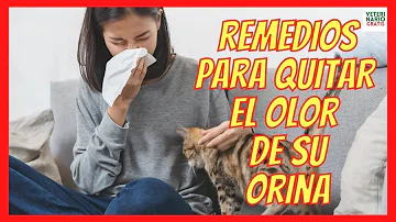 ¿Cómo se hace un neutralizador de orina?