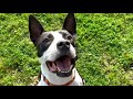 Video of adoptable pet named Kiwi