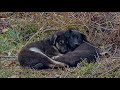 Two Poor Puppies were Shaking from Cold Trying to Warm Each Other