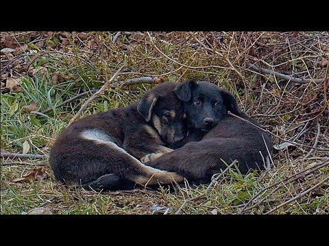 Video: Sekarat Anjing Memiliki Daftar Ember Memecahkan Emosi yang Akan Mengosongkan Tisu Anda