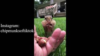 Cute Chipmunks eating- Chipmunks of TikTok Compilation