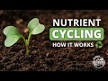Nutrient Cycling and the Soil Food Web in Plant Growth