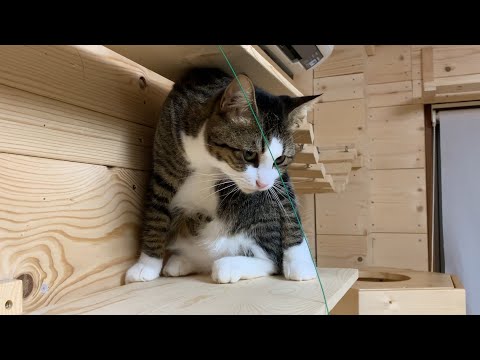 クスっと笑えるひのき猫の短編集 Part14