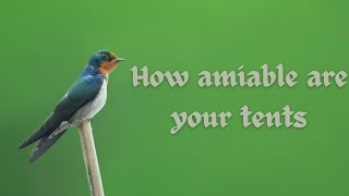 Video thumbnail of "How amiable are your tents"