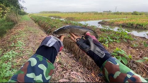 Lure cá lóc tập 16 - Tân Tây - Long An