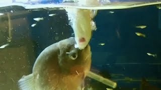 piranha fish tears up a fish and a pike update too not pike fishing but pike fish keeping 
