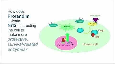 How Does the NRF2 Pathway Work explained by Dr. Joe McCord