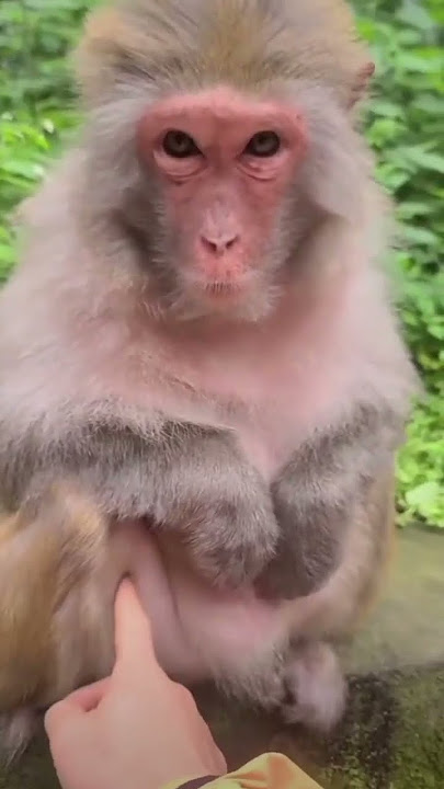 Monkey gendut #Menjelajahi#Konten#BerlanggananSekarang#GetaranYouTube#Vir#PadaKam#NontonSampaiKali
