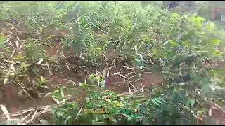 Red Ginger Farming on Mountain at Central JAVA