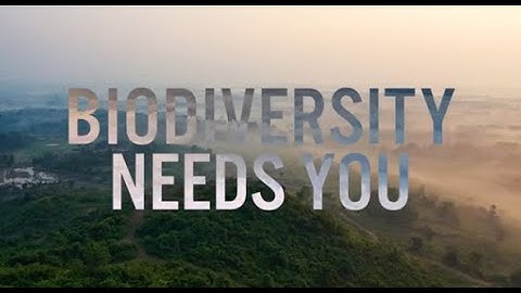 A Look Back: Fourth Meeting of the Open-ended Working Group on the Post-2020 Framework