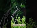 Shikra vs Blue-Tailed Bee-Eater | A Failed Hunt in Nature’s Wild Drama