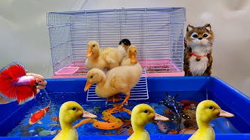 Tổng hợp video cá cảnh đẹp, động vật dễ thương, vịt, cá lia thia, cá betta, cá ba đuôi