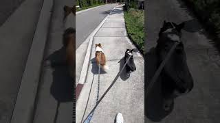 Corgi Stitch walking with Pippa the sheltie