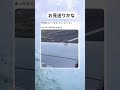 滑り落ちる鳩さん#面白い #おもしろ #tiktok #Twitter #2ch #5ch