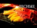 Дикая кухня - КАМЕННАЯ СКОВОРОДА | Hot Stone Cooking