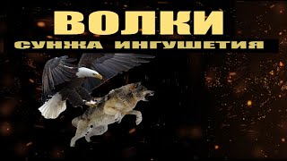 Охота на волка Ингушетия Сунжа Волки напали...