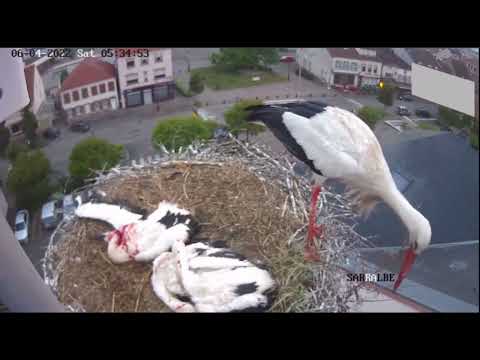 KILLER WHITE STORK THE MOST EVIL ANIMAL ON EARTH