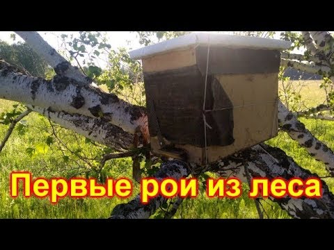 Первые рои из