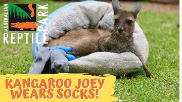 KANGAROO JOEY HAS TO WEAR SOCKS! | The Australian Reptile Park