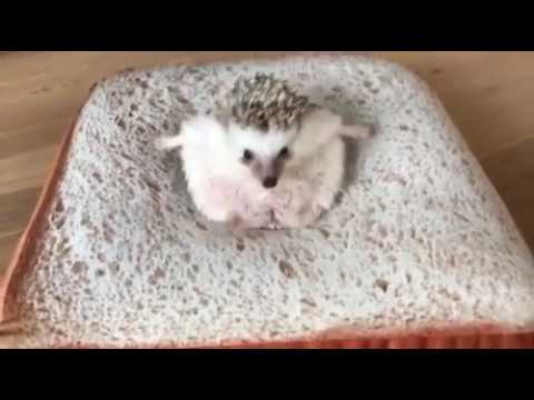 Hedgehog on bread